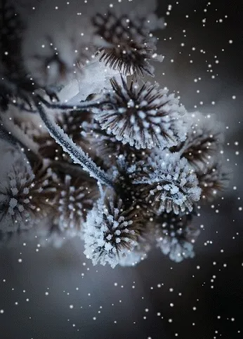 ᐅ afbeelding december - December plaatjes takken bedekt met sneeuw en ijs, op een donkere achtergrond met vallende sneeuwvlokken.