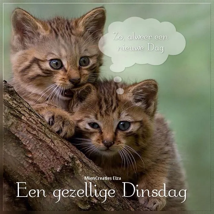 ᐅ afbeelding dinsdag - Dinsdag plaatjes ᐅ afbeelding dinsdag - Dinsdag plaatjes