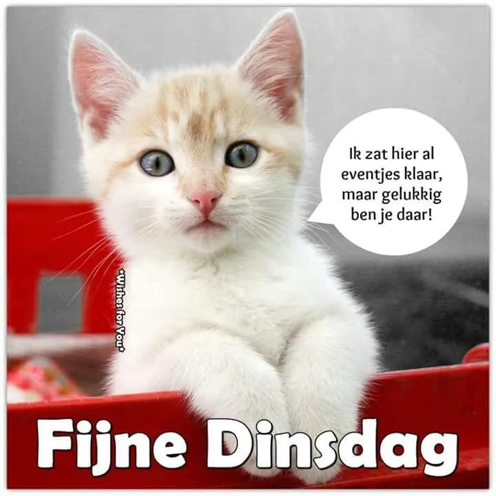 ᐅ afbeelding fijne dinsdag - Dinsdag plaatjes ᐅ afbeelding fijne dinsdag - Dinsdag plaatjes