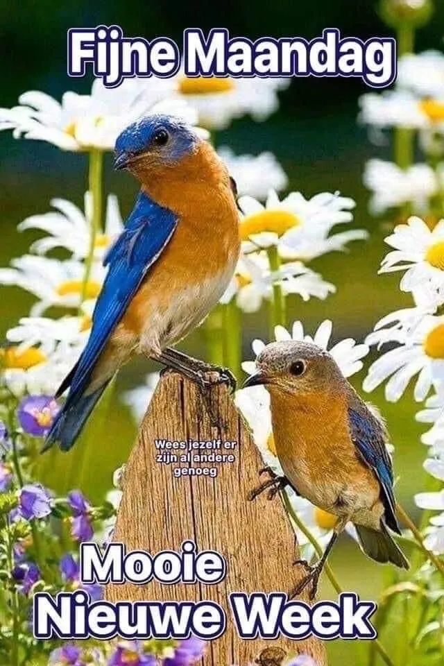 ᐅ afbeelding fijne maandag - Fijne week plaatjes Twee kleurrijke vogels op een houten paal, omringd door bloemen. Tekst bovenaan.