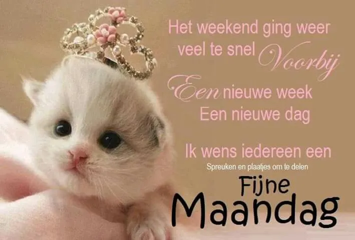 ᐅ afbeelding fijne maandag - Fijne week plaatjes Schattige kat met kroon, tekst over maandag en goede wensen.