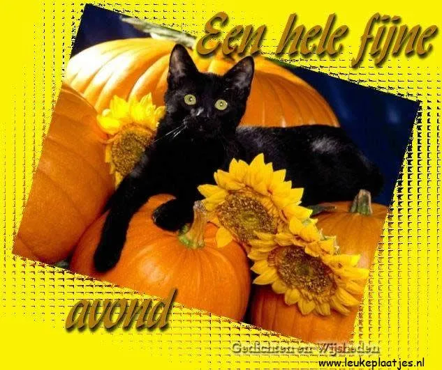 ᐅ afbeelding halloween - Halloween plaatjes Zwarte kat ligt tussen pompoenen en zonnebloemen op een kleurrijke achtergrond.