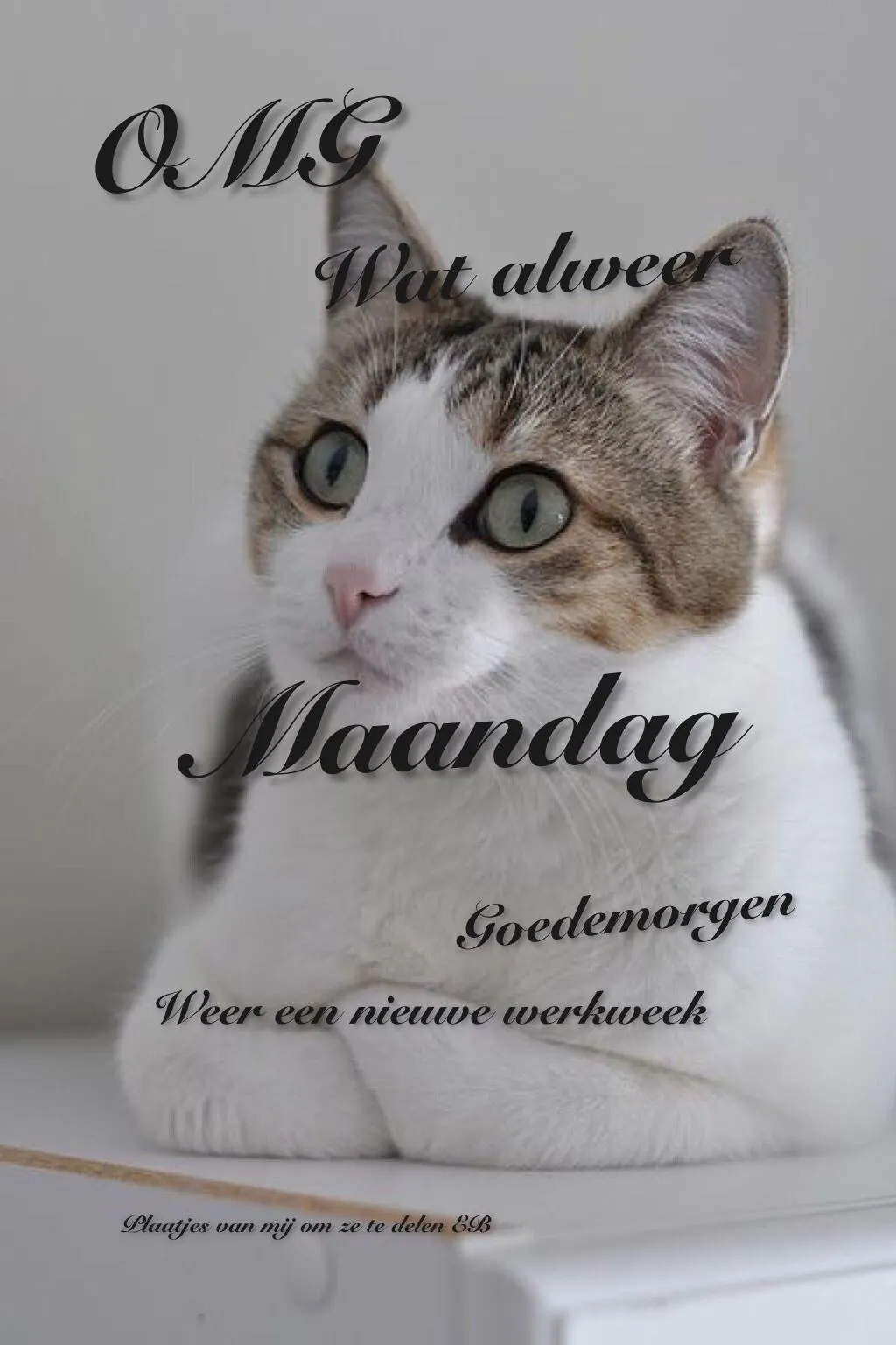 ᐅ alweer maandag - Maandag plaatjes