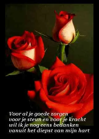 Drie rode rozen met een boodschap van dankbaarheid en waardering.