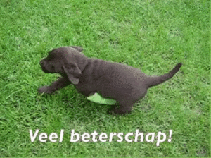 beterschap humor gif