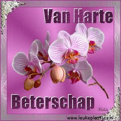 Paarse orchideeën met de tekst "Van Harte Beterschap" op een roze achtergrond.