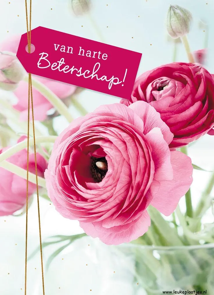 ᐅ beterschap vrouw - Beterschap plaatjes Roze ranonkels met een label "van harte beterschap!" in een lichte achtergrond.