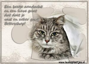 beterschapswensen man