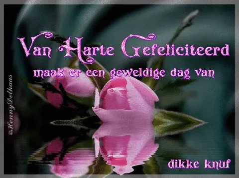 Een roze roos met de tekst: "Van Harte Gefeliciteerd, maak er een geweldige dag van."