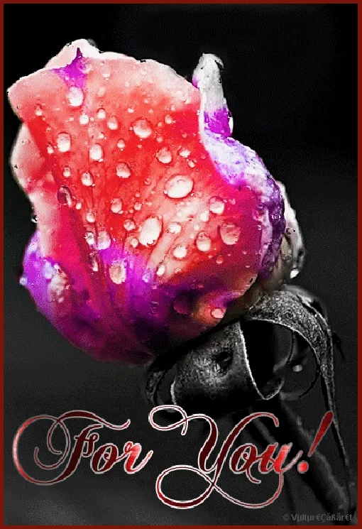 Een rozenbloem met waterdruppels en de tekst "For You!" in sierlijke letters.