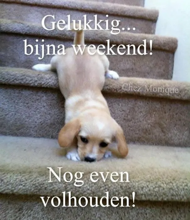 Een schattige puppy op de trap met de tekst: "Gelukkig... bijna weekend!"