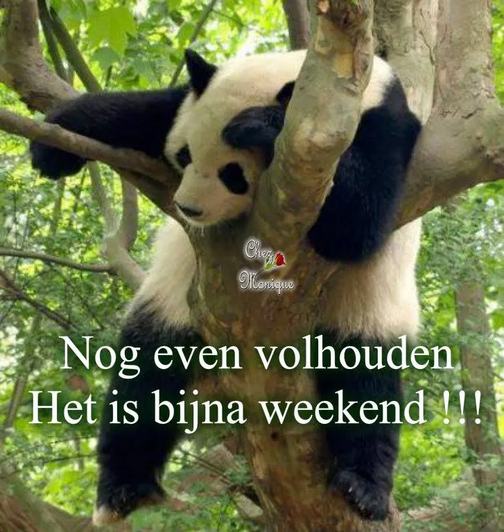Een panda hangt ontspannen, met de tekst "Het is bijna weekend!" erboven.
