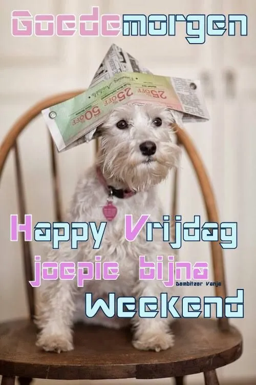 Hond op een stoel met een krant op zijn hoofd en vrolijke tekst.