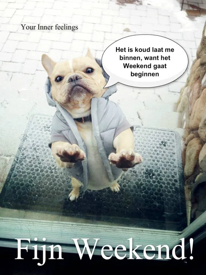 Een Franse bulldog in een jas staat bij een deur, smeekt om naar binnen te mogen.