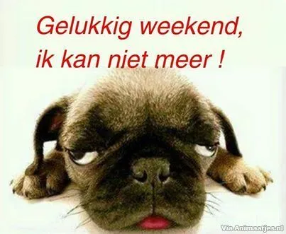Een vermoeide hond met de tekst: "Gelukkig weekend, ik kan niet meer!"