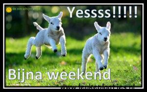 bijna weekend plaatjes