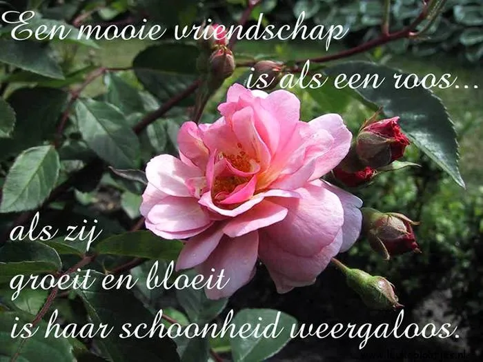 Roze roos met knoppen, vergezeld door een tekst over vriendschap.