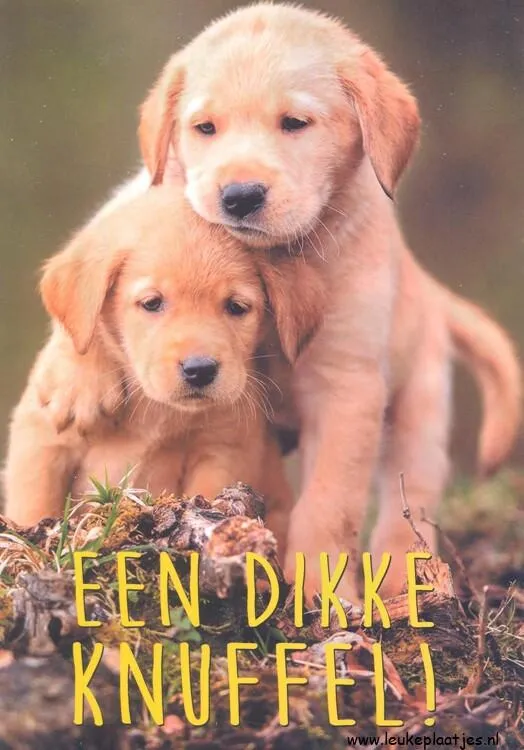 Twee schattige puppy's samen op de grond, met een zachte achtergrond.