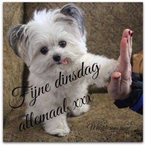 Dinsdag Plaatjes: De leukste voor je dag