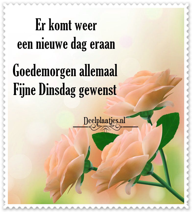 ᐅ Dinsdag Plaatjes: De leukste voor je dag - Dinsdag plaatjes Dinsdag Plaatjes - Rozen met de tekst: "Goedemorgen, fijne dinsdag gewenst."