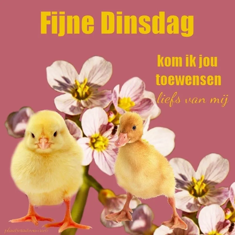 ᐅ dinsdag wensen - Dinsdag plaatjes ᐅ dinsdag wensen - Dinsdag plaatjes