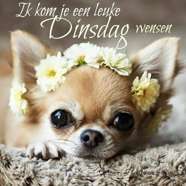 ᐅ dinsdag wensen - Dinsdag plaatjes ᐅ dinsdag wensen - Dinsdag plaatjes