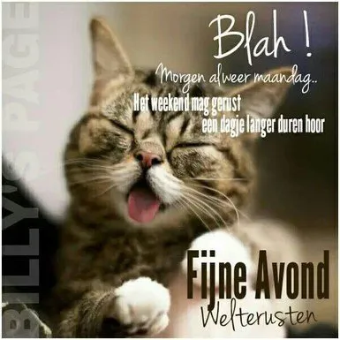 ᐅ dinsdagavond afbeeldingen - Fijne avond plaatjes Een schattige kat met een glimlach en tekst over het weekend en een fijne avond.