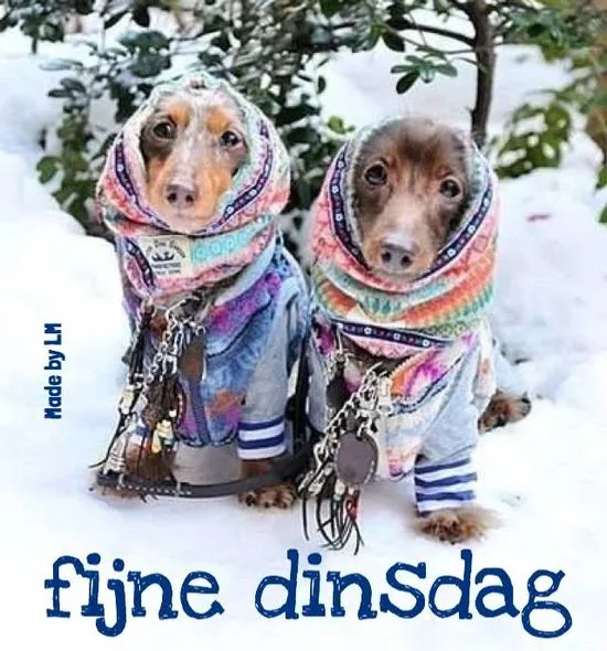 ᐅ dinsdagavond afbeeldingen - Fijne avond plaatjes Twee honden in kleurrijke sjaals staan in de sneeuw.