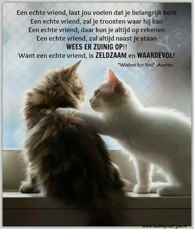 Twee katten kijken door een raam, met tekst over echte vriendschap.