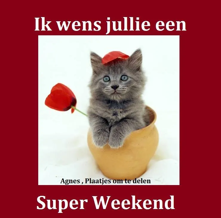 Een schattige kat in een pot met een rode bloem, wensen voor een fijn weekend.