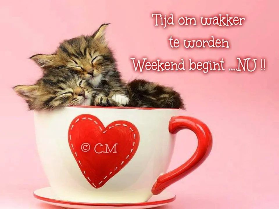 Twee schattige kittens slapen in een grote hartvormige mok.