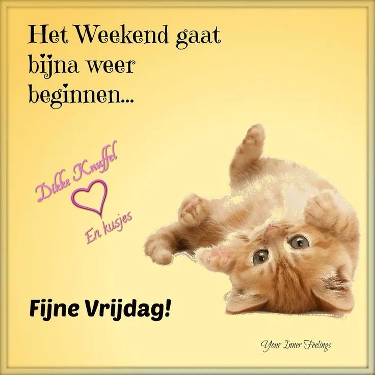 Een schattige kitten ligt op zijn rug met de tekst "Fijne Vrijdag!" op de achtergrond.