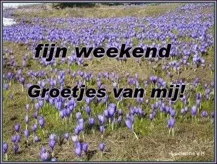 ᐅ fijn weekend bloemen - Weekend plaatjes Lila krokussen in een veld met de tekst "fijn weekend, groetjes van mij!"