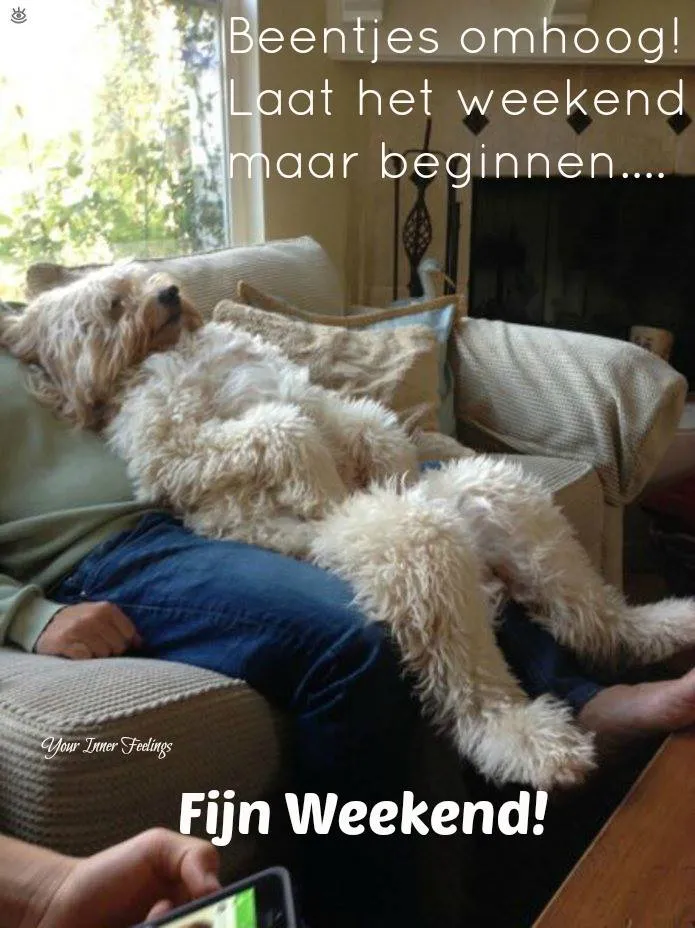Hond ligt ontspannen op de bank met benen omhoog, weekendstemming.