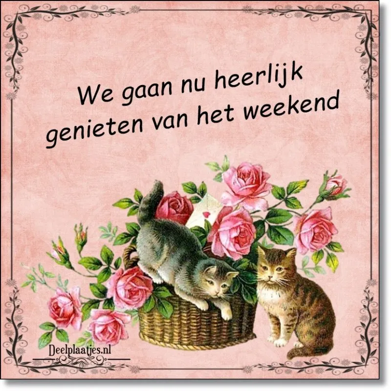 Katten spelen met bloemen, tekst: "We gaan nu heerlijk genieten van het weekend."
