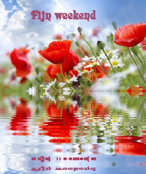 Bloemenveld met klaprozen en daisies, reflectie in water, tekst "fijn weekend".