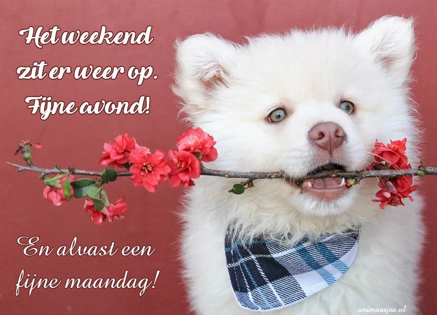 Witte puppy met tak en bloemen, met tekst over het weekend en een fijne maandag.
