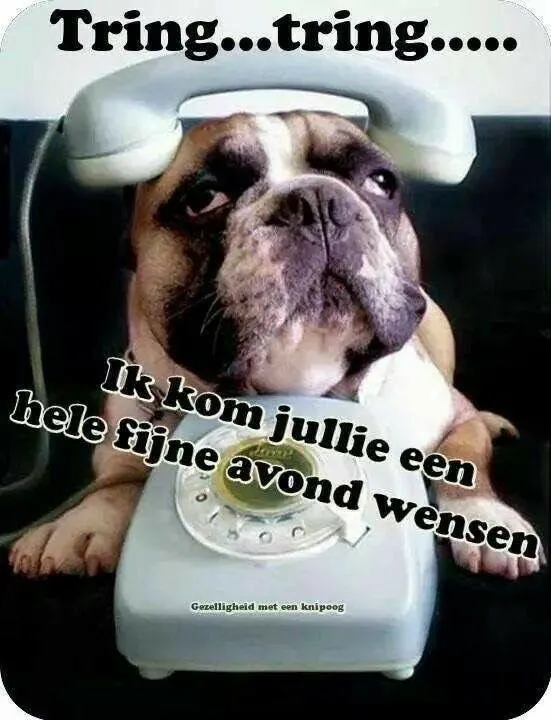 ᐅ fijne avond allemaal - Fijne avond plaatjes Een schattige hond is aan de telefoon en wenst iedereen een fijne avond.
