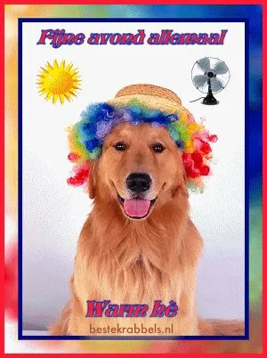 ᐅ fijne avond allemaal - Fijne avond plaatjes Gouden retriever met kleurrijke pruik, vrolijk poseren in een zonnige sfeer.
