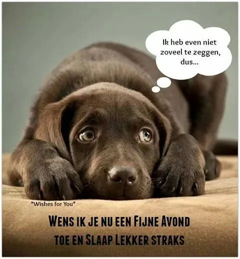 ᐅ fijne avond allemaal - Fijne avond plaatjes Een schattige hond kijkt ons aan met een tekstwolk over een goede avond.