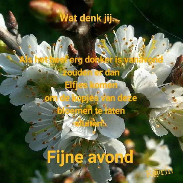 Bloesems op takken met een tekst over een mooie avond.
