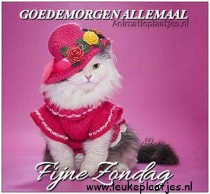 fijne avond en slaap lekker