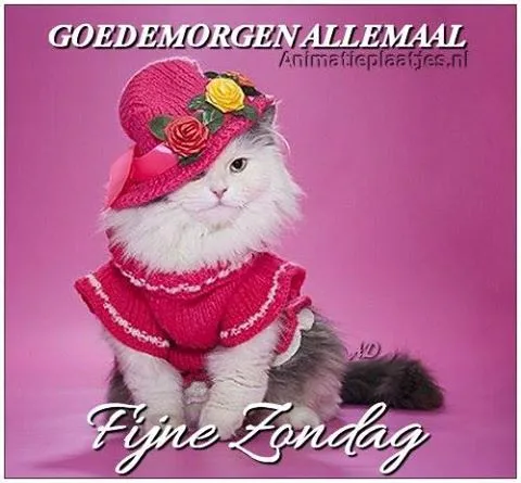 ᐅ fijne avond en slaap lekker - Fijne avond plaatjes Kat in een roze hoed en gebreide trui, met bloemen op de hoed.