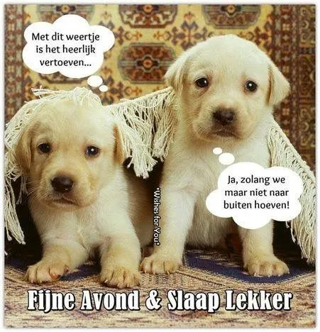 ᐅ fijne avond en slaap lekker - Fijne avond plaatjes Twee schattige puppy's onder een deken, met tekstballonnen over het weer.