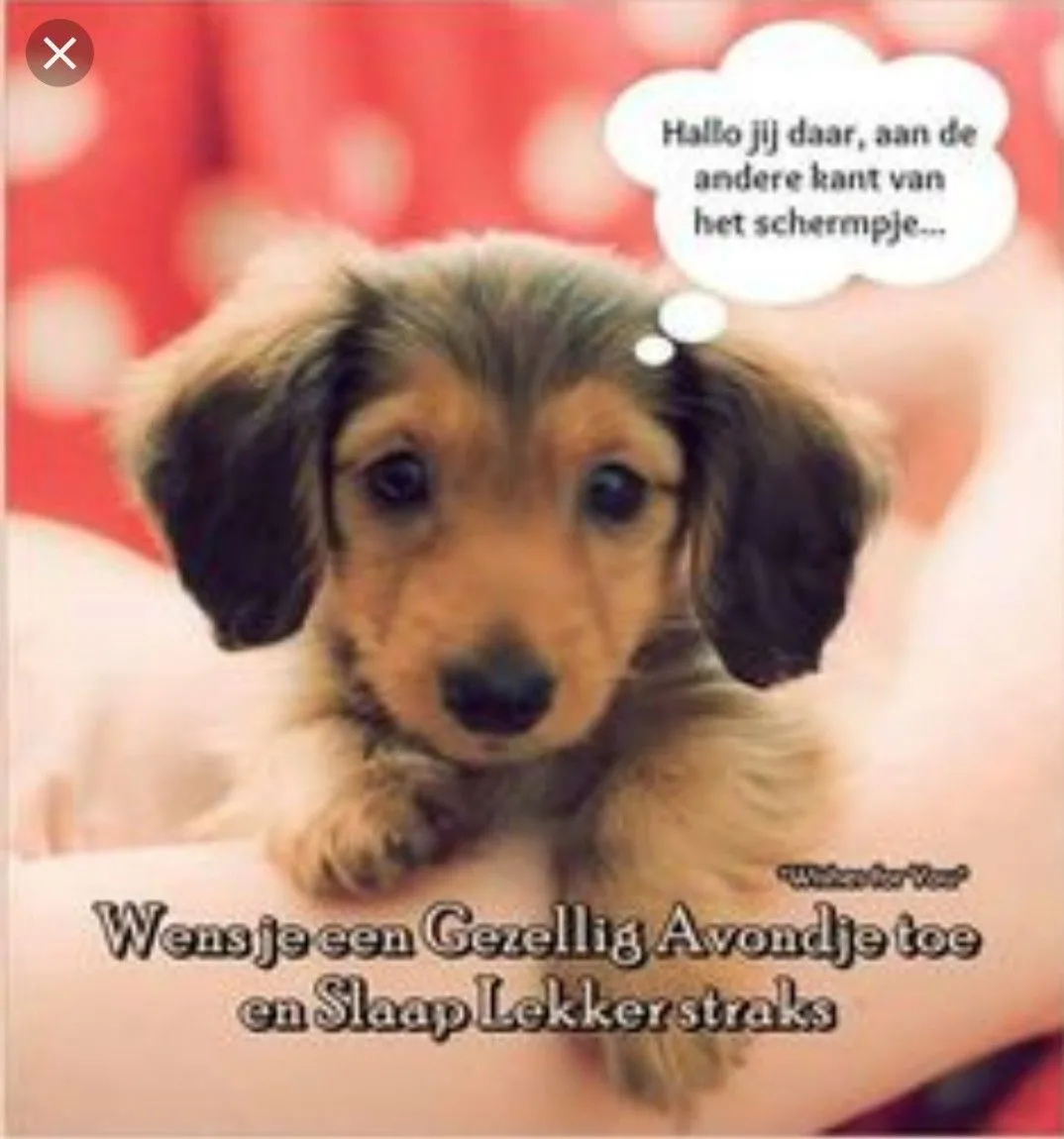 ᐅ fijne avond en slaap lekker - Fijne avond plaatjes Een schattige puppy met een tekstwolk op een zachte achtergrond.