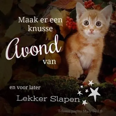 ᐅ fijne avond en slaap lekker - Fijne avond plaatjes Een schattige kitten met de tekst: "Maak er een knusse avond van."