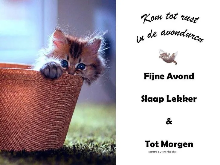 ᐅ fijne avond en slaap lekker - Fijne avond plaatjes Een schattige kitten kijkt uit een mand, met tekst over goede avond en slaap lekker.