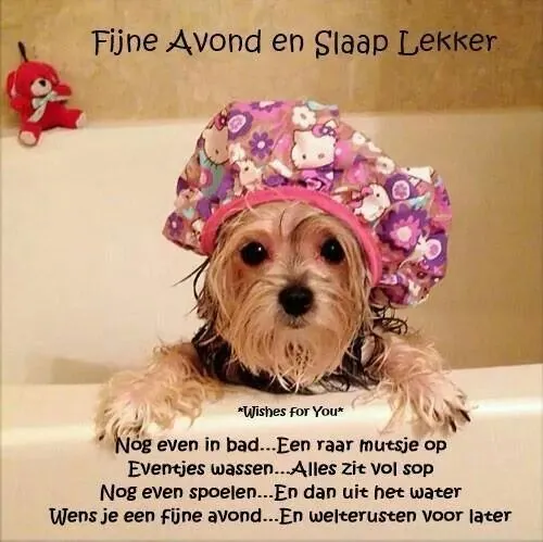 ᐅ fijne avond en slaap lekker - Fijne avond plaatjes Hond in bad met een roze badmuts, tekst over een fijne avond en slapen.