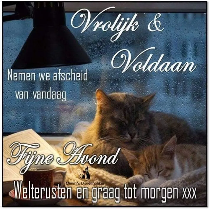 ᐅ fijne avond en slaap lekker - Fijne avond plaatjes Twee katten slapen bij een raam met een regenachtige achtergrond. Tekst: "Vrolijk & Voldaan".