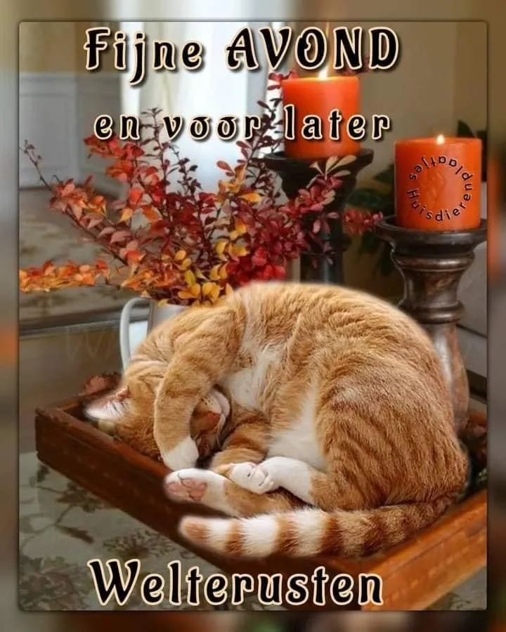 ᐅ fijne avond en voor straks welterusten - Fijne avond plaatjes Een slapende kat op een dienblad met kaarsen en herfstdecoratie.